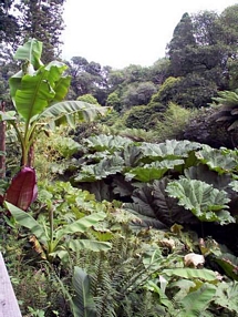 Heligan Jungle